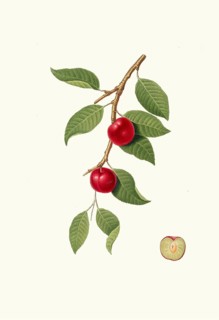 Myrobalane, Prunus cerasifera, often also cherry plum, wild mirabelle, authentic, digitally