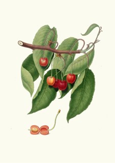Cerasus cordiformis duracinai, a variety of cartilaginous cherry, authentic, digitally restored