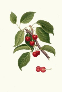 Cerasus visciola, special type of sour cherry, Prunus cerasus, wild sour cherry, authentic,