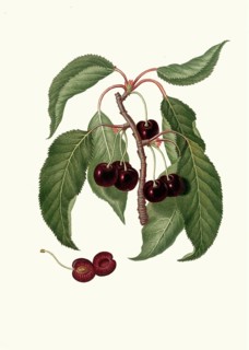 Cerasus duracina, botanically a group of sweet cherries, in particular so-called cartilage
