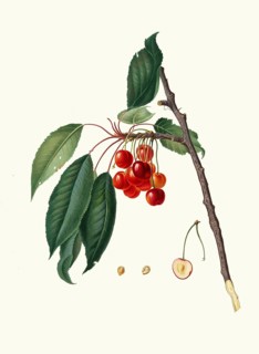 Ciliegio acquaiolo, water cherry, fruits that have a very high juice content, authentic, digitally