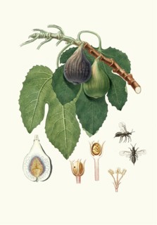 Caprifico, goat fig or wild fig, the masculine form of true fig, ficus carica var. caprificus,