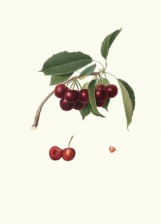 Cerasus visciola, historical botanical name for a variety of sour cherries, today mostly Prunus