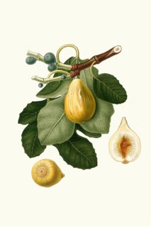Fico gentile, an old Italian fig variety, Ficus carica, which is particularly appreciated for its