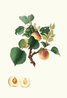 Alessandrina seconda or Albicocca Alessandrina bianca a Mandorla dolce is a historic apricot