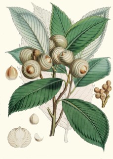 Quercus lamellosa, type of oak native to the Himalayas and the adjacent mountains from Tibet and