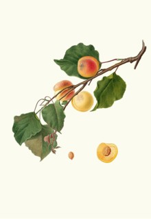 Armeniaca Alexandrina, also Albicocca Alessandrina a Mandorla Amara, is a historic apricot variety,