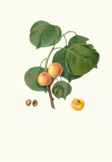 Alessandrina gialla precoce, Albicocca luciente o siu, a historic Italian apricot variety