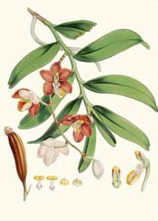 Vanda cathcarti, syn. Esmeralda cathcartii, evergreen epiphytic orchid that grows in cool, shady