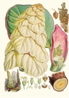 Rheum nobile, Sikkim rhubarb or noble shubarb, huge herbaceous plant from the cruciferous family