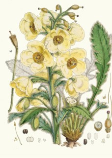 Meconopsis Nepalensis, Nepali poppy or satin poppy, is a distinctive, short-lived perennial from