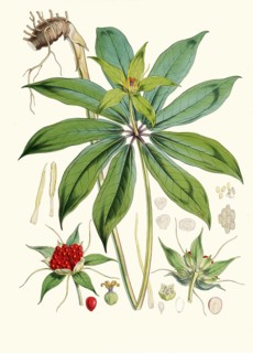 Paris polyphylla, a flowering plant native to China, the Indian subcontinent and Indo-China