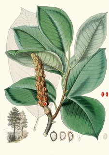 Magnolia Campbellii, Campbell magnolia, is a species of magnolia that grows in protected valleys in