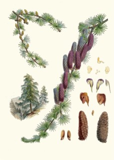 Larix griffithii, Sikkim larch, conifer from the larch genus found in the eastern Himalayas and in