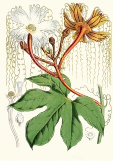 Hodgsonia heteroclita, Chinese lard seed, perennial climbing plant (liana) from the gourd family