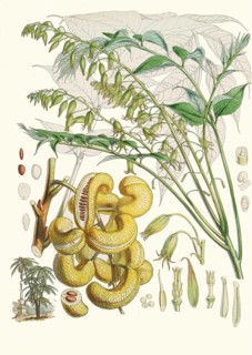 Decaisnea insignis, blue pepper, blue cucumber tree, native to the Himalayas