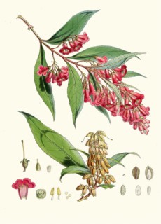 Buddleia colviley, botanical rarity among summer lilacs from the Himalayas