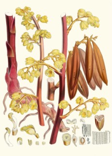 Cyrtosia Lindleyana, syn. Galeola lindleyana, leafless orchid species native to mountainous regions