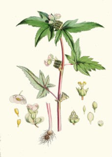 Begonia gemmipara, begonia species native to the humid tropical biomes of the eastern Himalayas as