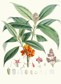 Aucuba himalaica, robust, evergreen shrub native to the humid forest areas of the Himalayas