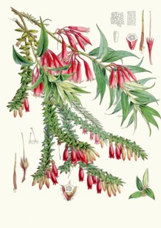 Vaccinium salignum, syn Agapetes saligna, epiphytic shrub from the heather family and Vaccinium