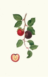 Prunus armeniaca, Armeniaca prunata, apricot, authentic, digitally restored reproduction from a