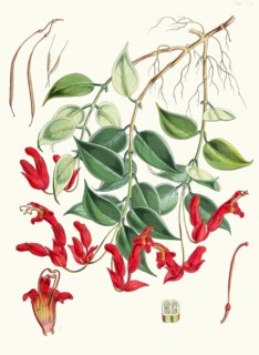 Aeschynanthus Peelii, species from the genus of pubic flowers, Aeschynanthus, which belongs to the
