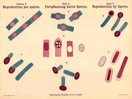 Reproduction by spores, various stages and types of spore formation, endospores, within bacterial