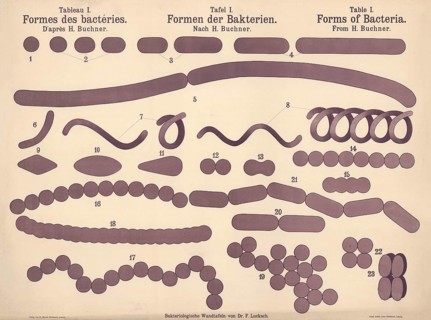 Various forms of bacteria, cocci and coccal forms, rod bacteria, spirills or vibrio-like, curved