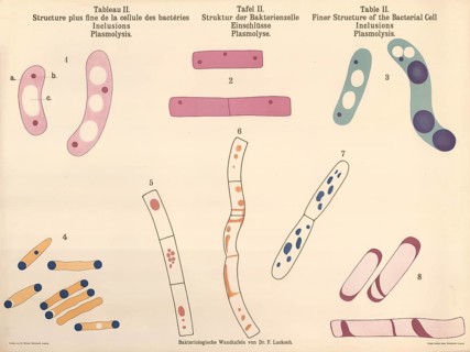 Bacteriological wall panel by Dr. F. Lucksch, which depicts various aspects of the bacterial cell