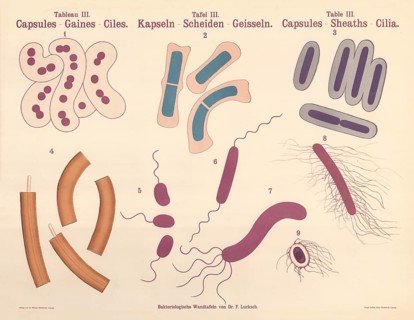 Illustrations depict various morphological features of bacteria that were important in the 19th and