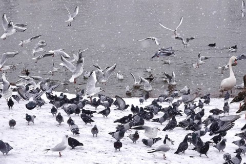Pigeons and seagulls in winter during snowfall, Germany