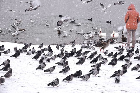 Doves, seagulls and swans in winter during snowfall, Germany