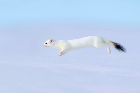 Ermine or large weasel (Mustela erminea), in winter fur, Eggen, Terfens, Tyrol, Austria