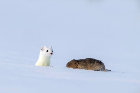 Stoat or large weasel (Mustela erminea), in winter fur, with captured vole, Eggen, Terfens, Tyrol,