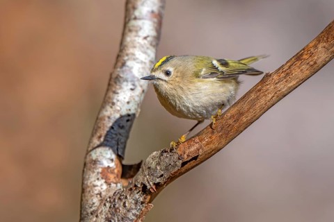 Goldcrest (Regulus regulus), Tiefenbach Gorge, Kramsach, Tyrol, Austria