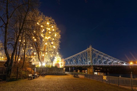 Atmospheric night view at the Blue Wonder Elbe Bridge, a large tree with Herrnhut stars glows in