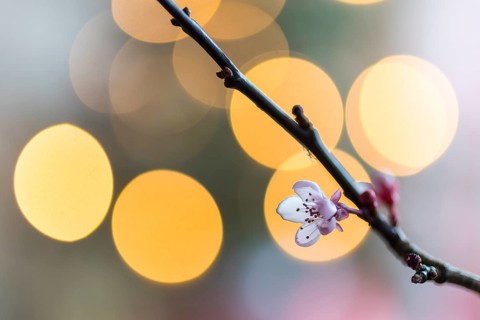 Barbara branches have blossomed, tradition in Advent, branches with blossoms and Christmas