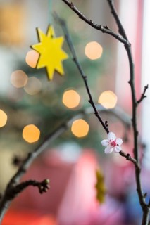 Barbara branches have blossomed, tradition in Advent, branches with blossoms and Christmas