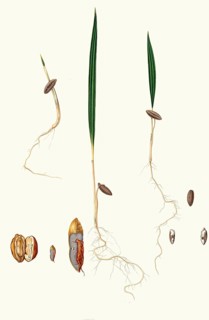 Germination of date seeds, date palm, Phoenix dactylifera, authentic, digitally restored