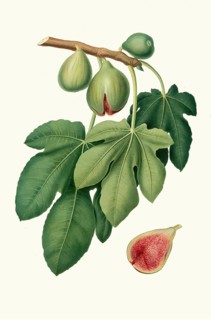 Fico verdone, Ficus carica, the variety is characterized by medium-sized fruits with a thin, light