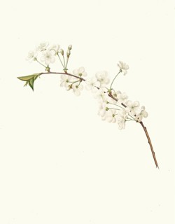 Cherry Blossom, Amareno Cherry Blossom, Authentic, Digitally Restored Reproduction from a 19th