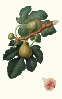 Fico Regina, Verdino or Regina del Salento, a type of fig originally from southern Italy, Apulia,