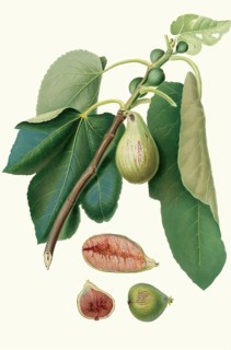 Fico della Lunigiana, a specific type of fig that comes from the Lunigiana region in the northern