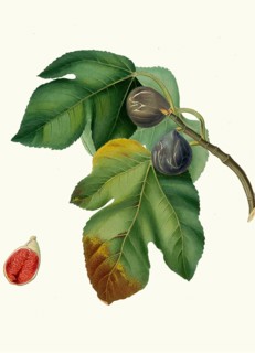 Fico melograno, variation of the real fig, authentic, digitally restored reproduction from a 19th