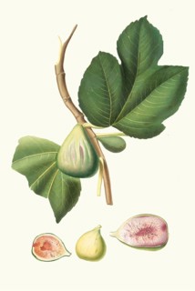 Ficus carica bifera, fig varieties of real figs that bear fruit twice a year, authentic, digitally