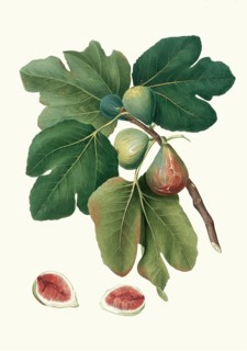 Fico rubado, ficus carica sativa, variant of the real fig, authentic, digitally restored