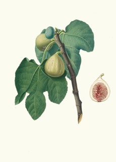 Fico Troiano, Ficus carica, Trojan fig, a traditional Italian fig variety that is particularly