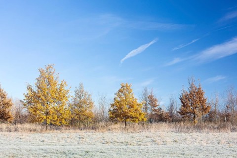 Young trees with full autumn leaves on the Elbe meadows, while hoarfrost is already lying on the