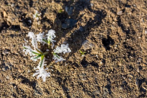 Hoarfrost crystals create an impressive pattern on every stalk and leaf on the ground, Saxony,